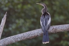 Anhinga 004.jpg