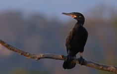 Neotropic Cormorant 004.jpg