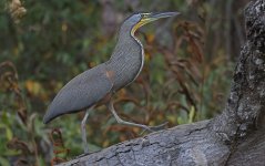 Bare-throated Tiger Heron 007.jpg