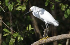 Snowy Egret 002.jpg