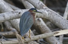 Green Heron 002.jpg