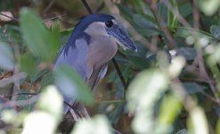 Boat-billed Heron 002.jpg