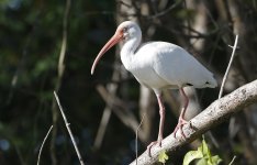 White Ibis 005.jpg