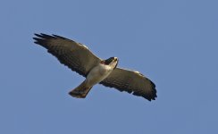 Short-tailed Hawk 006.jpg