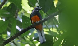 Baird's Trogon 004.jpg