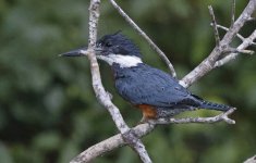 Ringed Kingfisher 001.jpg