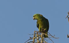 Yellow-naped Parrot 010.jpg