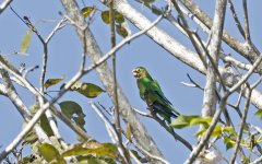 Orange-fronted Parakeet 001.jpg