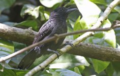 Black-hooded Antshrike 006.jpg