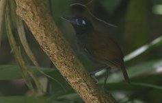 Chestnut-backed Antbird 002.jpg