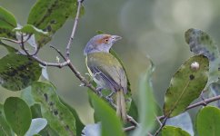 Rufous-browed Peppershrike 001.jpg