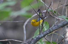 Prothonotary Warbler 003.jpg