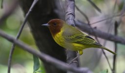 Mangrove Warbler 002.jpg