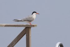 20220726 (4)_Common_Tern.JPG