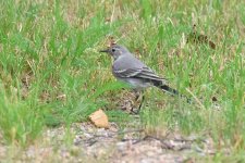 20220726 (5)_White_Wagtail.JPG