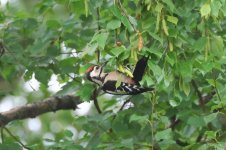 20220726 (7)_Great_Spotted_Woodpecker.JPG