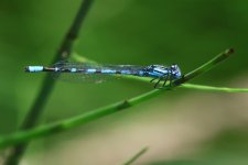 20220726 (11)_Northern_Damselfly.JPG