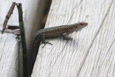 20220726 (13)_Common_Lizard.JPG