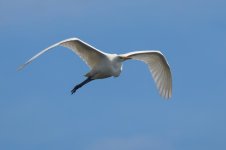 20220726 (17)_Great_White_Egret.JPG