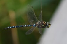 20220726 (32)_Common_Hawker.JPG