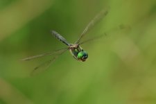 20220726 (38)_Yellow-spotted_Emerald.JPG
