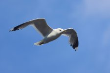 20220727 (11)_Common_Gull.JPG