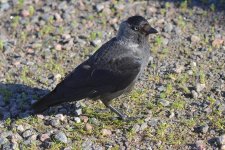 20220727 (12)_Jackdaw.JPG