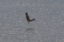 20220728 (6)_Osprey.JPG