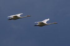 20220728 (12)_Whooper_Swan.JPG