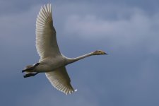 20220728 (14)_Whooper_Swan.JPG