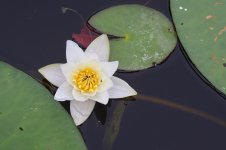20220728 (18)_Water_Lily.JPG