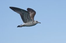 commonGull.jpg