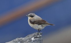 Wheatear 002.jpg