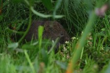 20220730 (27)_Field_Vole.JPG