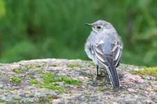 20220731 (12)_White_Wagtail.JPG