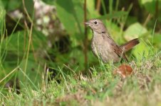 20220731 (17)_Thrush_Nightingale.JPG