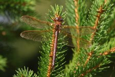 20220731 (25)_Brown_Hawker.JPG