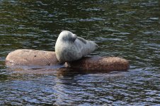 20220801 (12)_Savonlinna_Stone_Saimaa_Seal.JPG