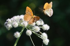 20220802 (9)_Silver-washed_Fritillary.JPG