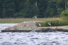 20220804 (17)_Baltic_Gull.JPG