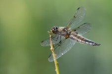 20220805 (8)_Four-spotted_Chaser.JPG