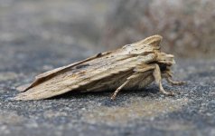 Pale Pinion 002.jpg