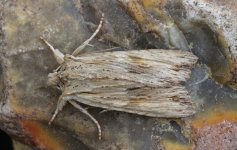 Pale Pinion 001.jpg