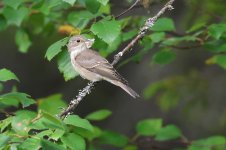 20220808 (3)_Spotted_Flycatcher.JPG