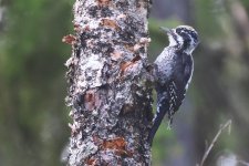 20220808 (4)_Three-toed_Woodpecker.JPG