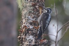 20220808 (6)_Three-toed_Woodpecker.JPG