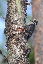 20220808 (9)_Three-toed_Woodpecker.JPG