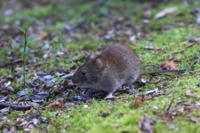 20220808 (32)_Bank_Vole.JPG