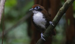 Bicoloured Antbird 020.jpg