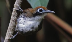 Bicoloured Antbird 022.jpg